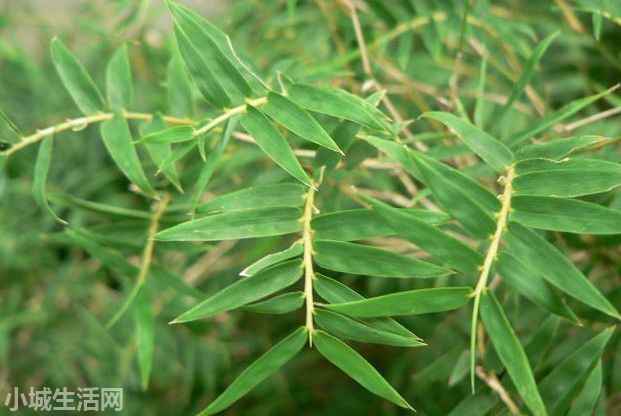 孔雀尾植物怎么养小技巧