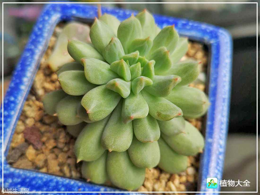 爱尔兰薄荷多肉怎么养经验分享