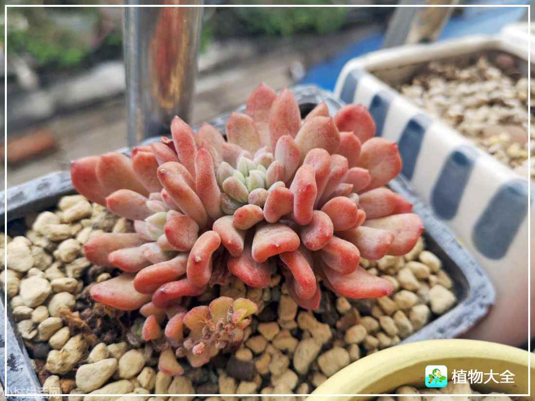 爱尔兰薄荷多肉怎么养经验分享