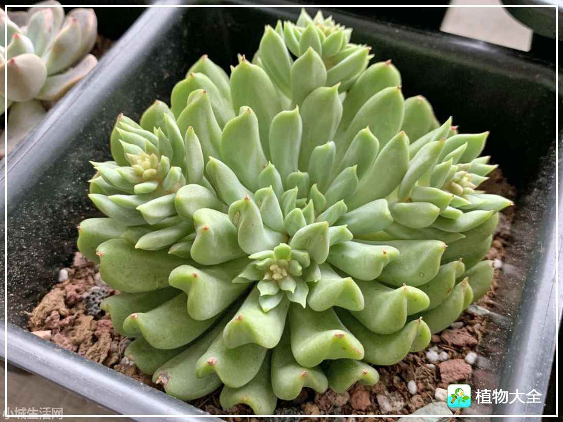 爱尔兰薄荷多肉怎么养经验分享