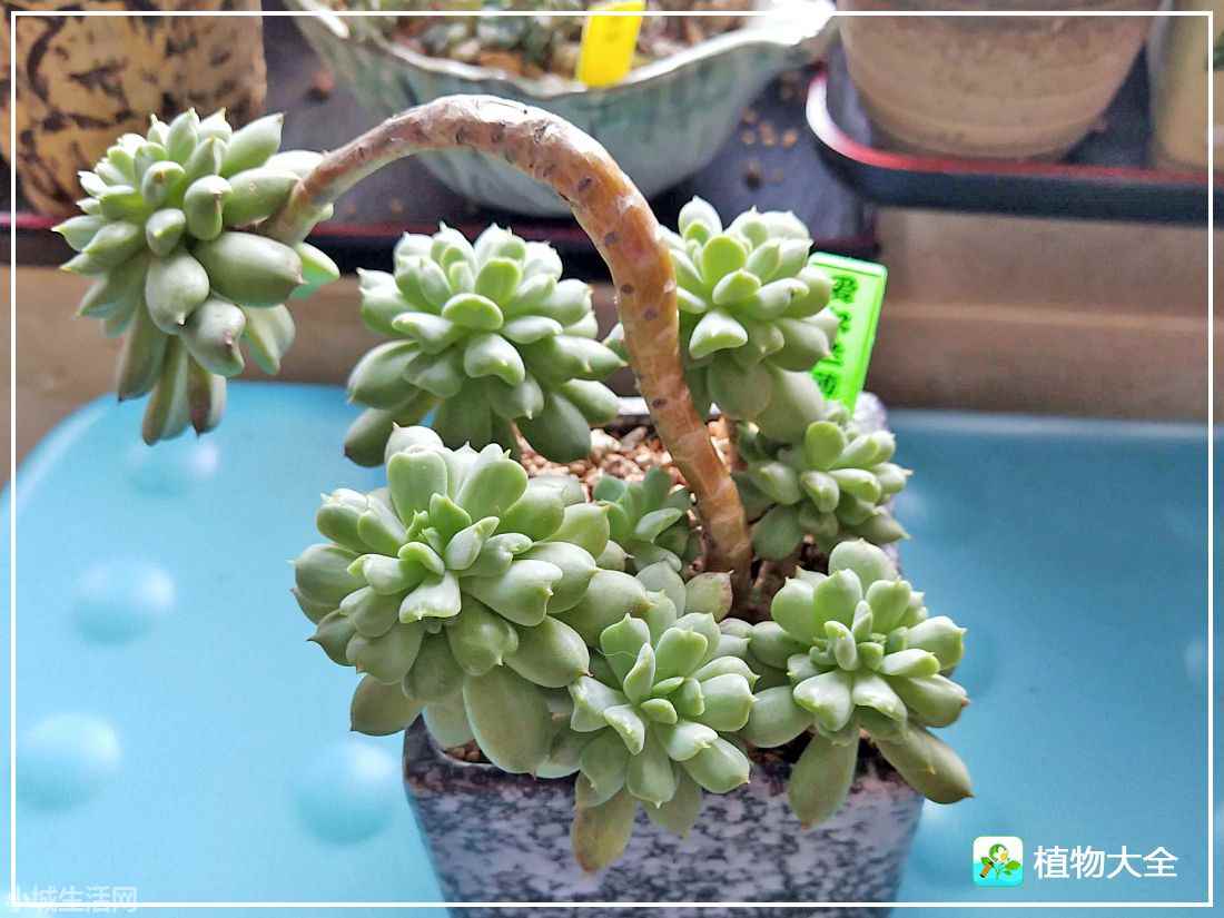 爱尔兰薄荷多肉怎么养经验分享