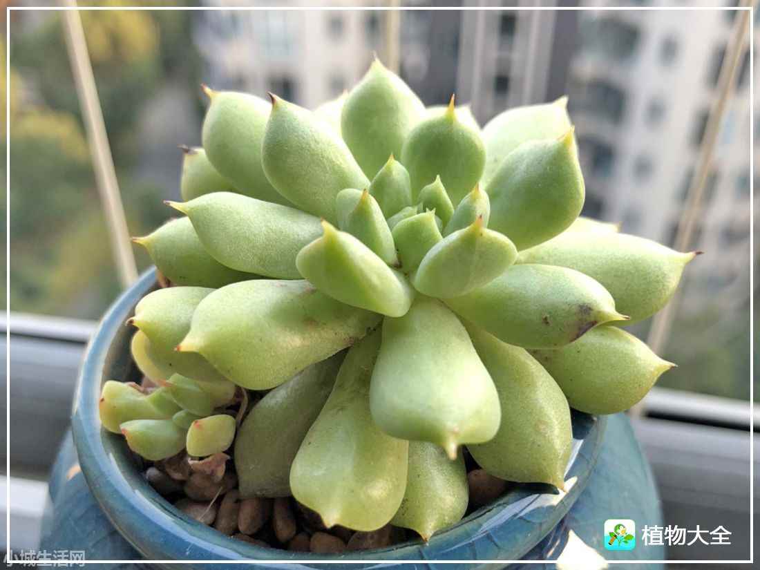 爱尔兰薄荷多肉怎么养经验分享