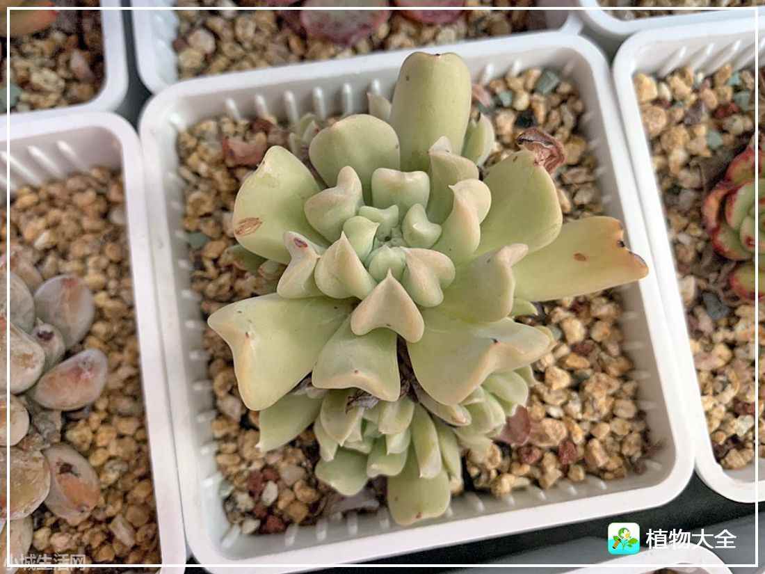 爱尔兰薄荷多肉怎么养经验分享