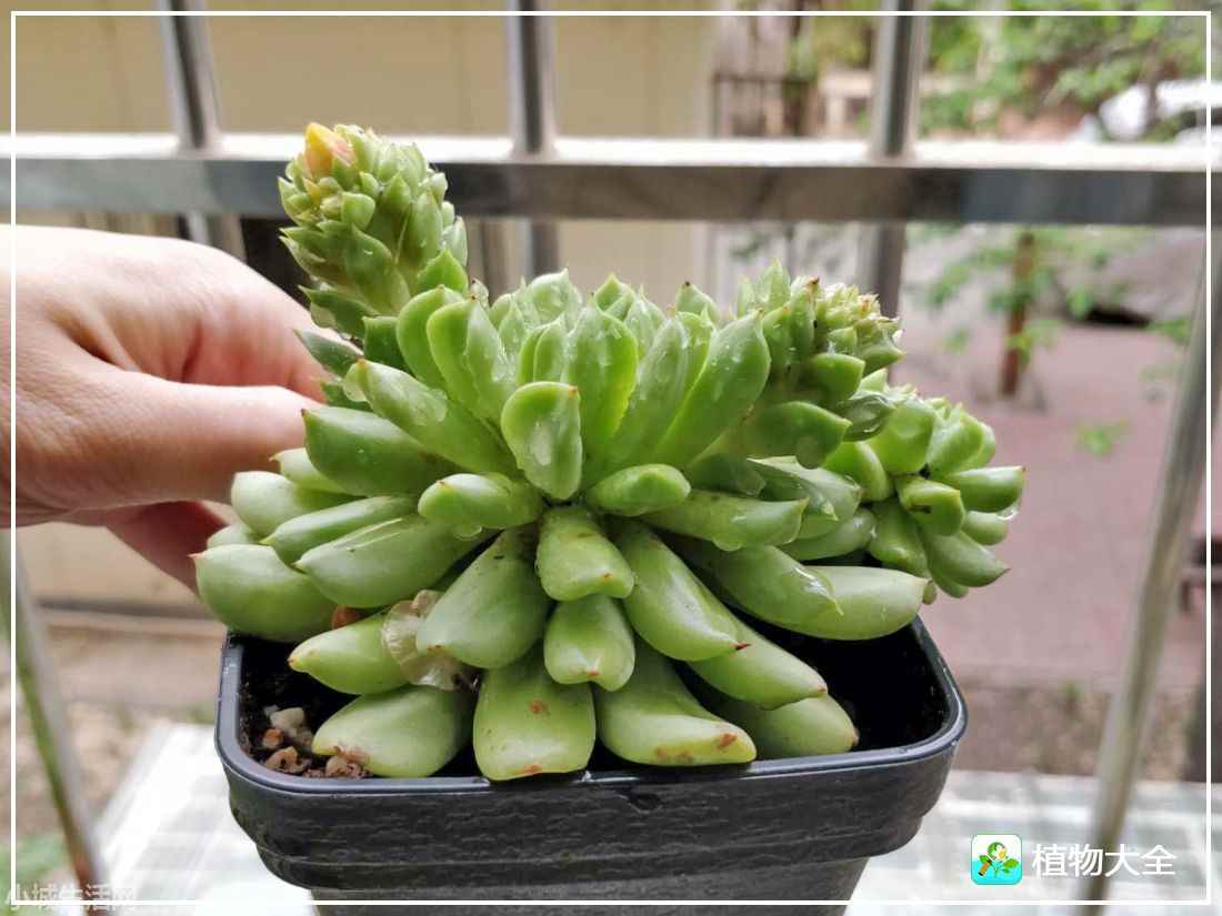 爱尔兰薄荷多肉怎么养经验分享