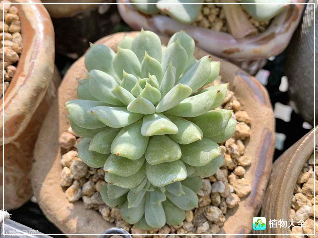 爱尔兰薄荷多肉怎么养经验分享