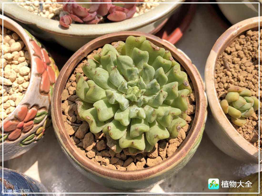 爱尔兰薄荷多肉怎么养经验分享