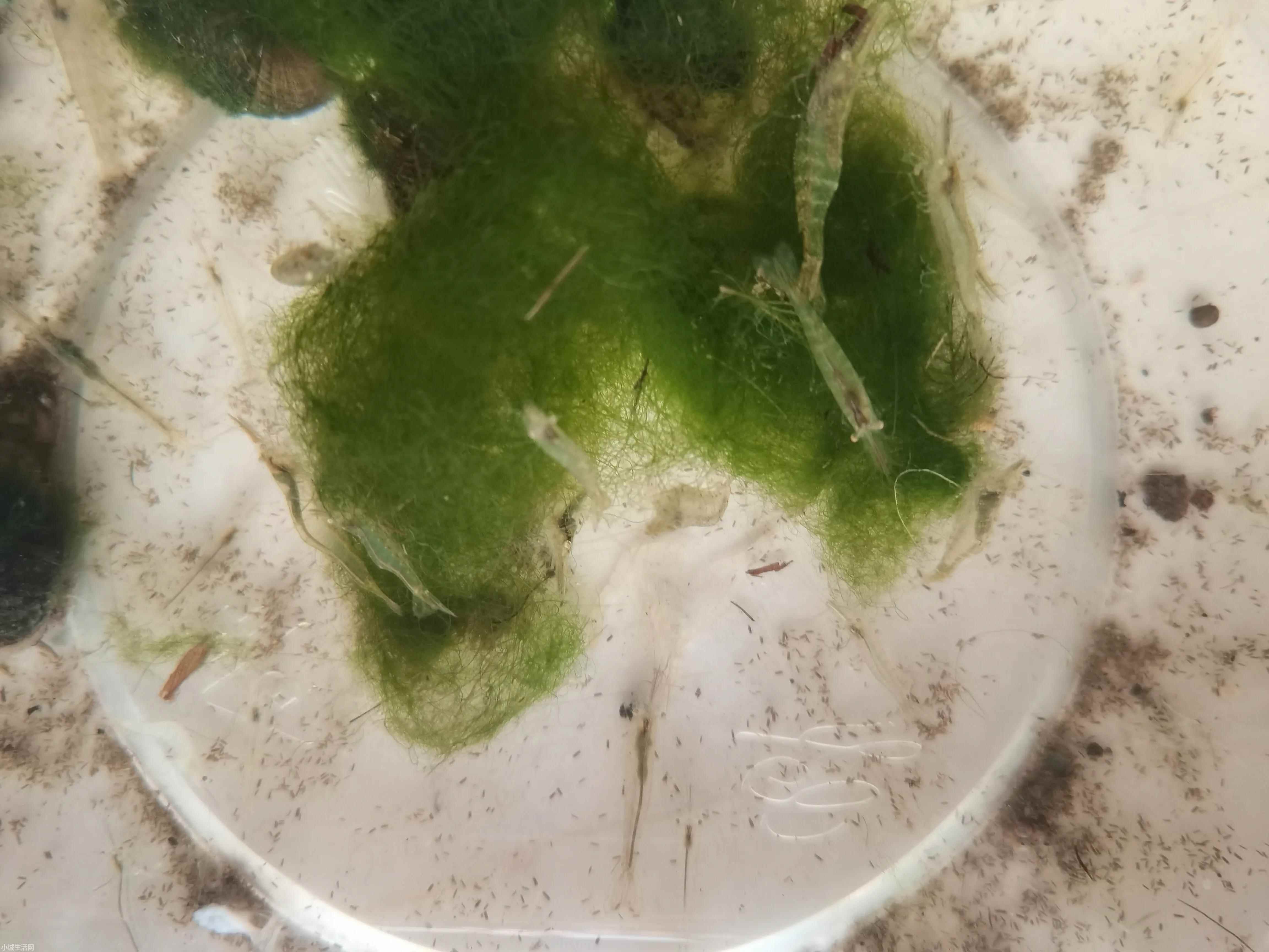 家里小河虾怎么养需要注意什么