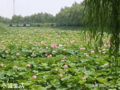 如何栽培荷花？