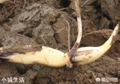 如何栽培荷花？