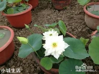 如何栽培荷花？