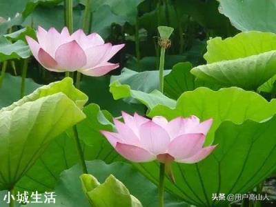如何栽培荷花？