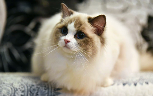 市场价 布偶猫多少钱一只