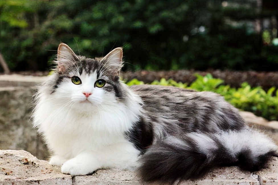 市场价 布偶猫多少钱一只