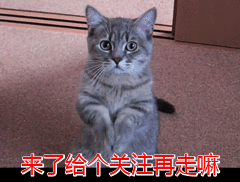市场价 布偶猫多少钱一只