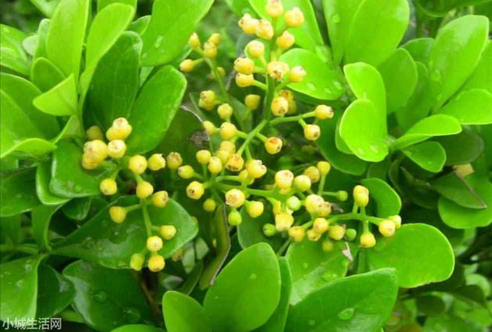 米兰花秋季怎么养忌讳什么