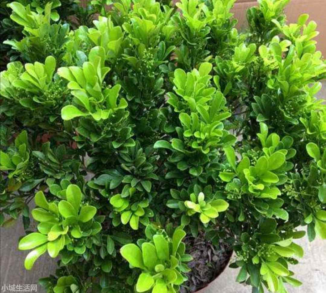 米兰花秋季怎么养忌讳什么