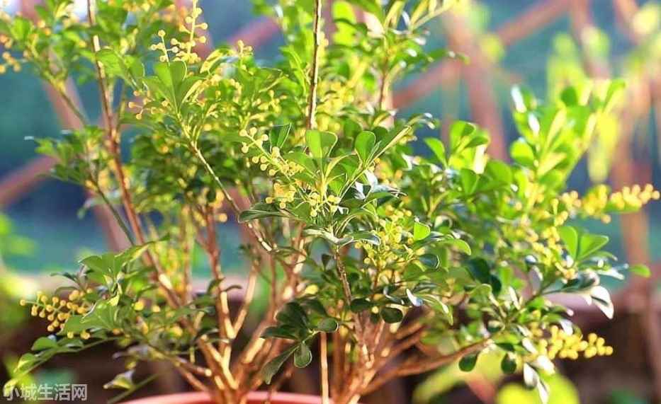 米兰花秋季怎么养忌讳什么