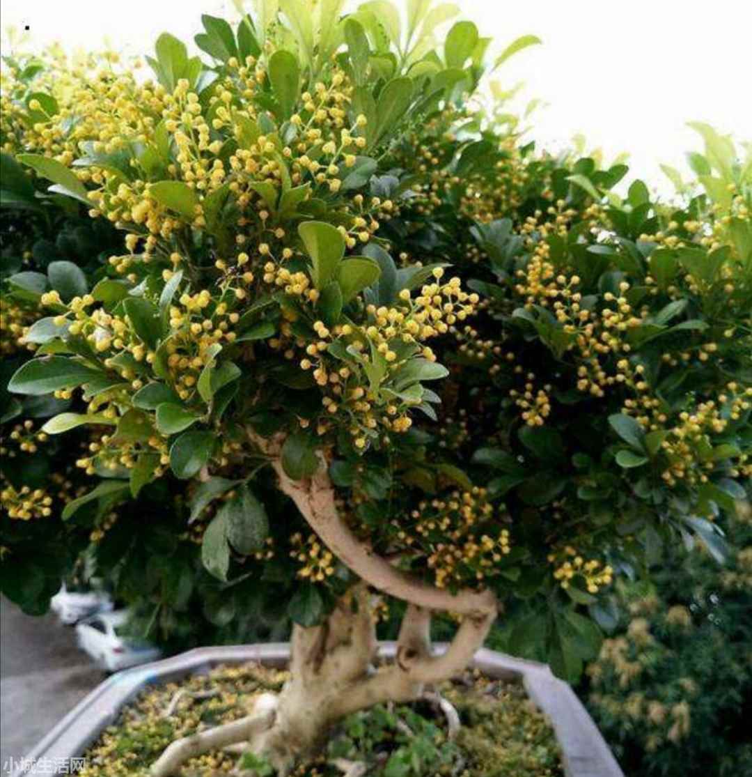 米兰花秋季怎么养忌讳什么
