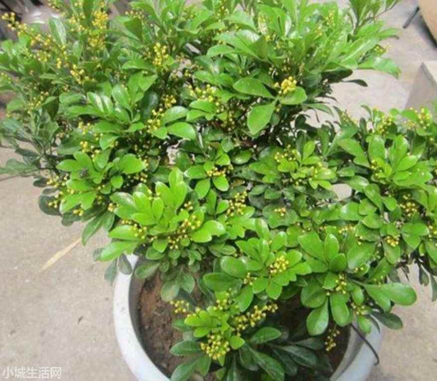 米兰花秋季怎么养忌讳什么