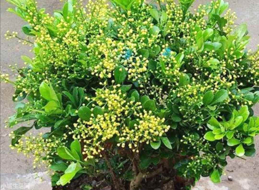 米兰花秋季怎么养忌讳什么