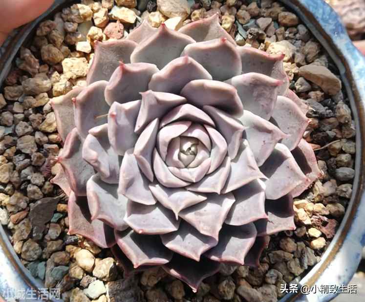 财路多肉植物怎么养新手必看