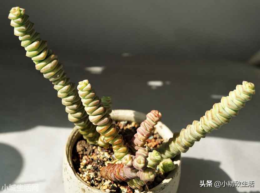 财路多肉植物怎么养新手必看