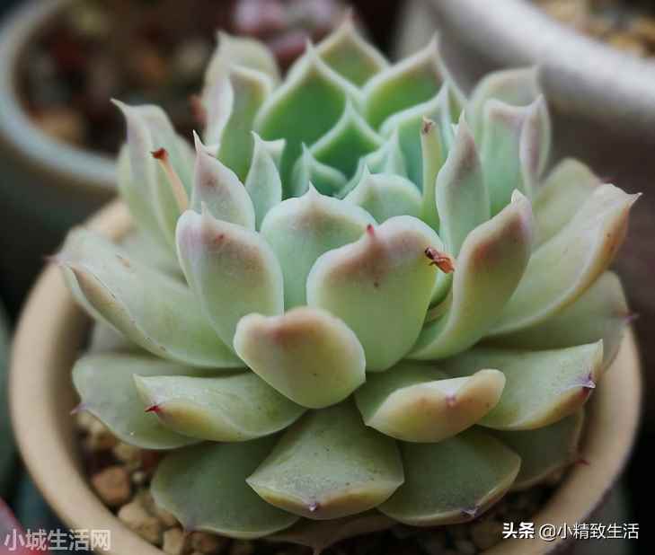 财路多肉植物怎么养新手必看