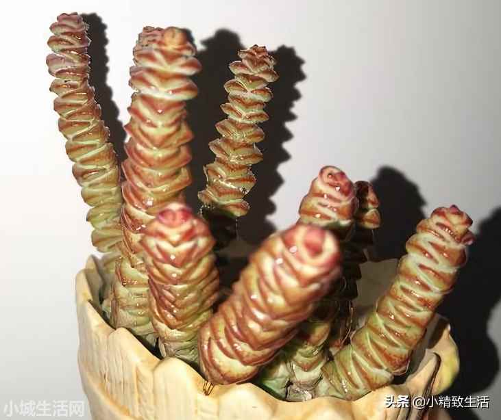 财路多肉植物怎么养新手必看