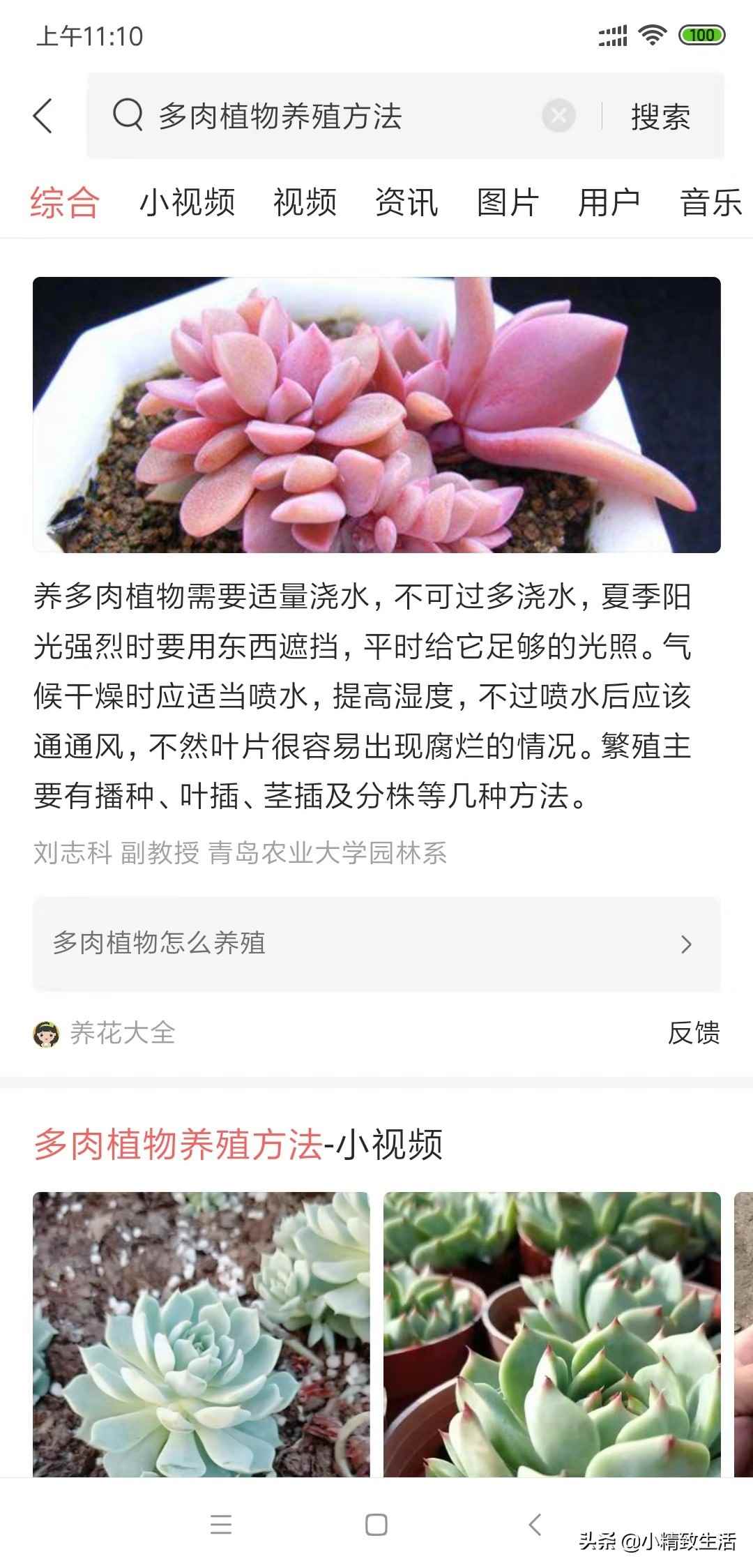 财路多肉植物怎么养新手必看