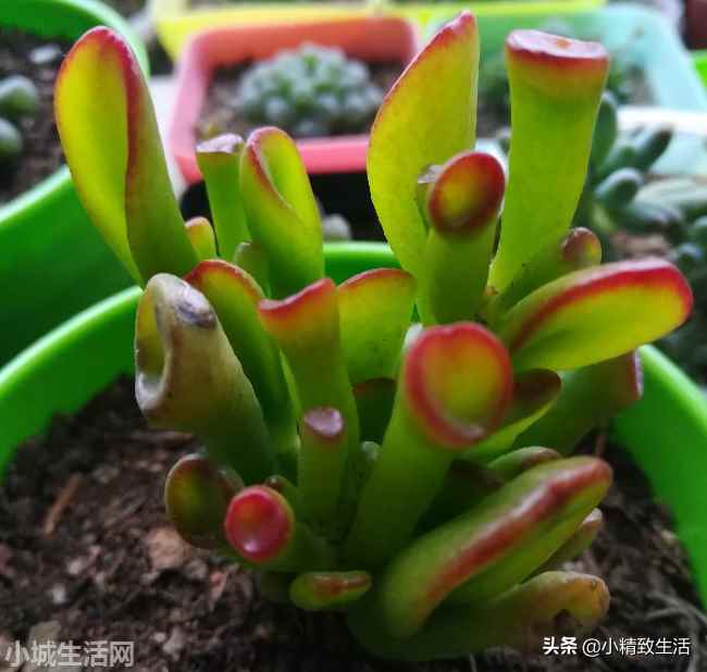 财路多肉植物怎么养新手必看