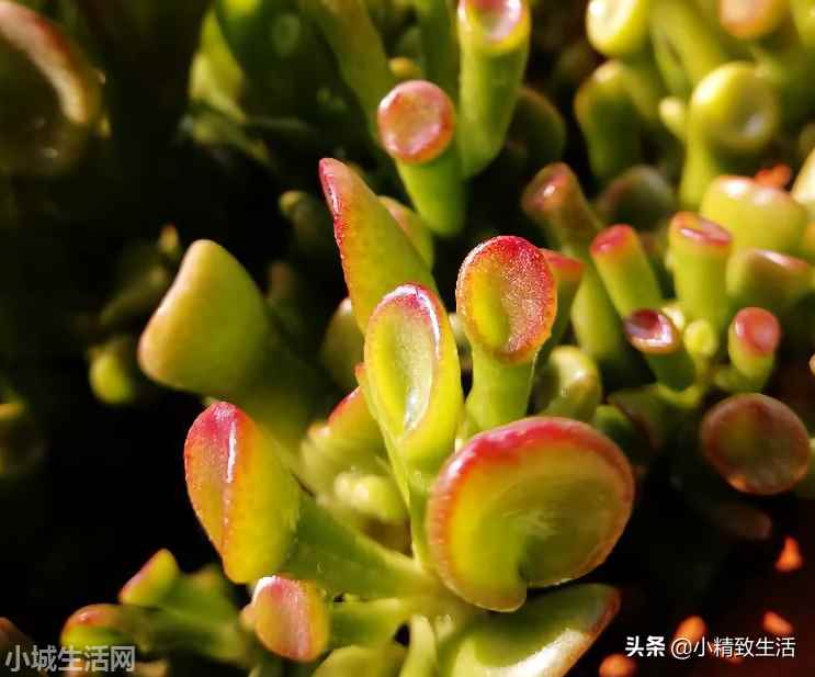 财路多肉植物怎么养新手必看