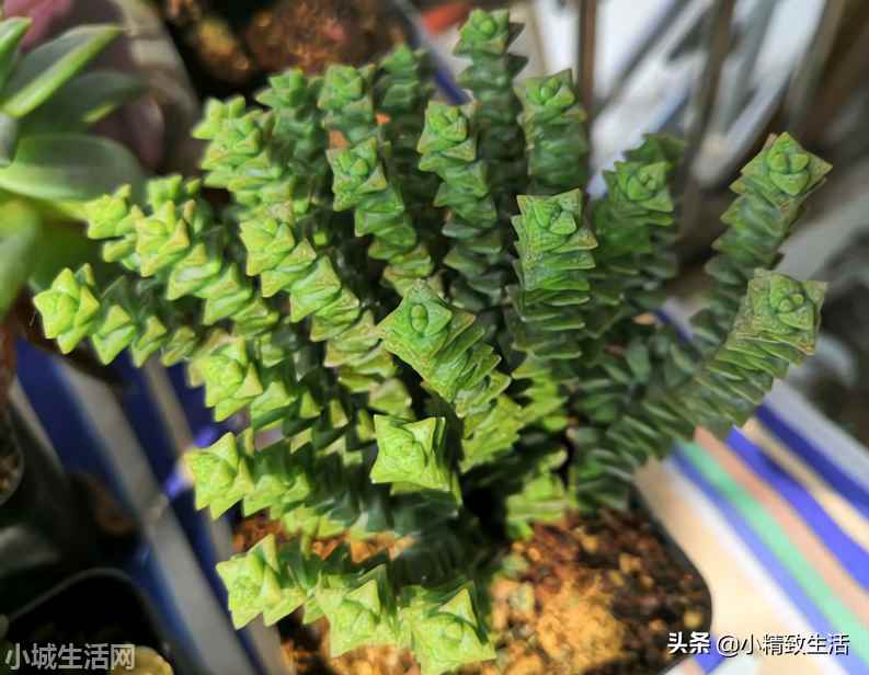 财路多肉植物怎么养新手必看
