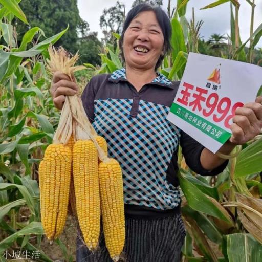为什么农民种植粮食,不能自留种子?