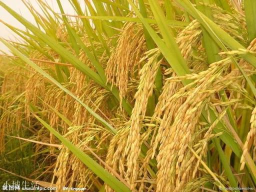 为什么农民种植粮食,不能自留种子?