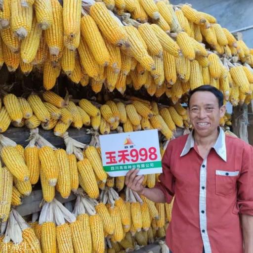 为什么农民种植粮食,不能自留种子?