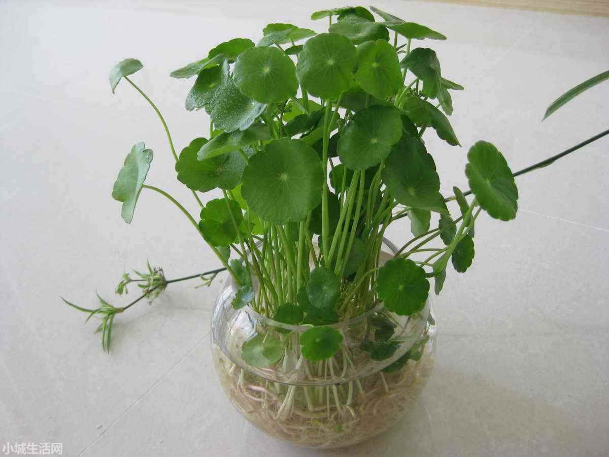 銅錢草半水半土怎么養(yǎng)新手必看