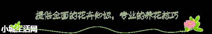 銅錢草半水半土怎么養(yǎng)新手必看