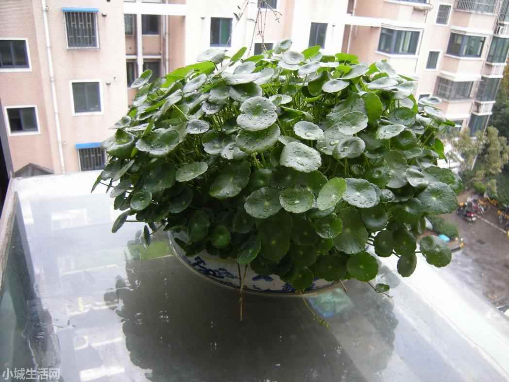 銅錢草半水半土怎么養(yǎng)新手必看