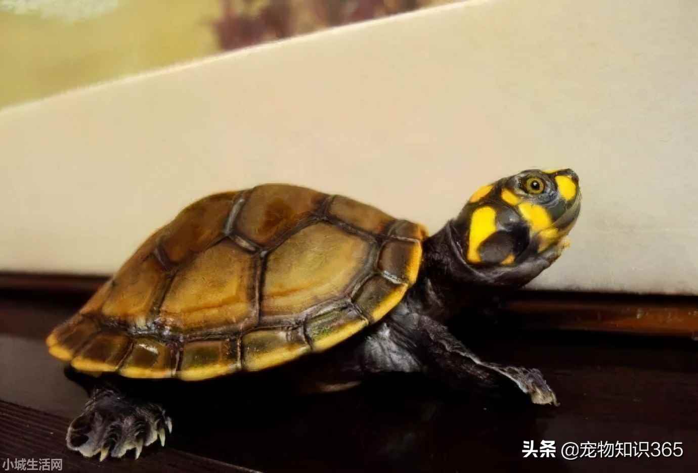 热带忍者神龟怎么养最佳