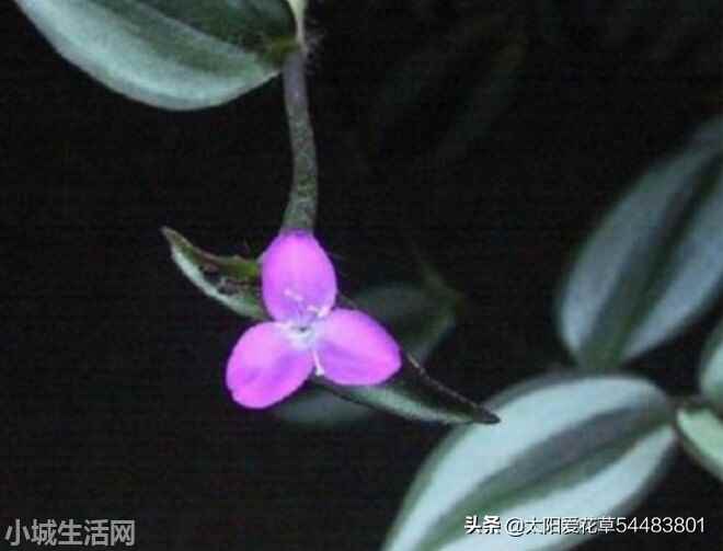 吊竹梅夏天怎么养详细介绍