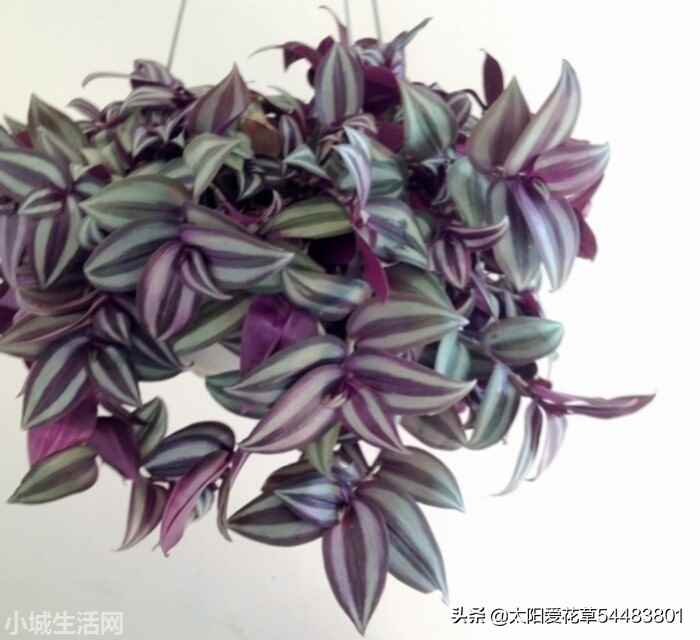吊竹梅夏天怎么养详细介绍