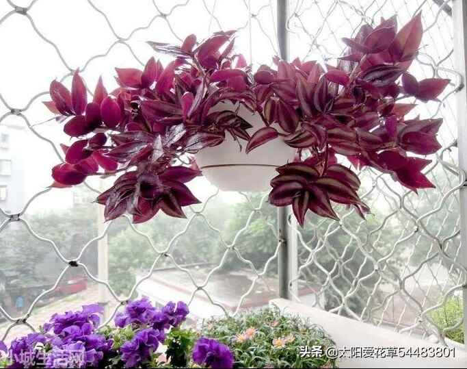 吊竹梅夏天怎么养详细介绍