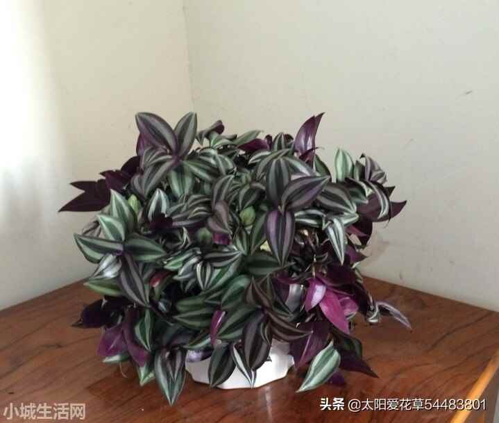 吊竹梅夏天怎么养详细介绍