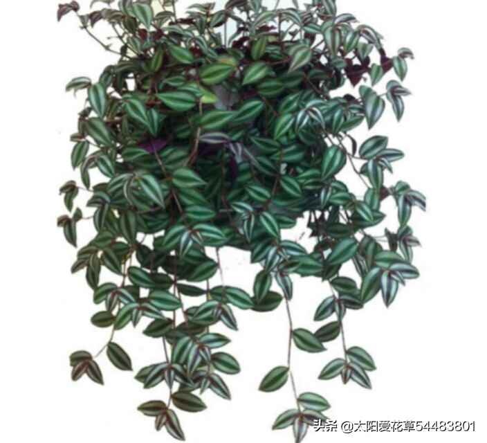 吊竹梅夏天怎么养详细介绍