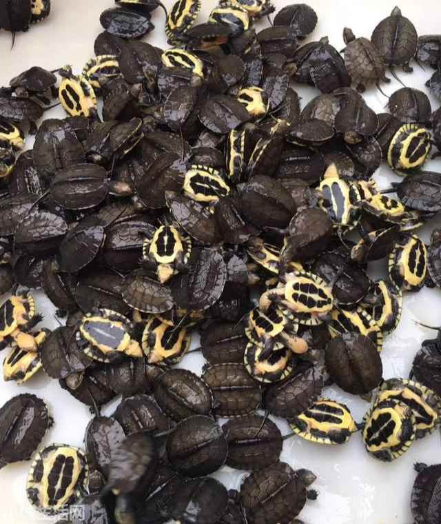 刚出壳的小龟苗怎么养比较好