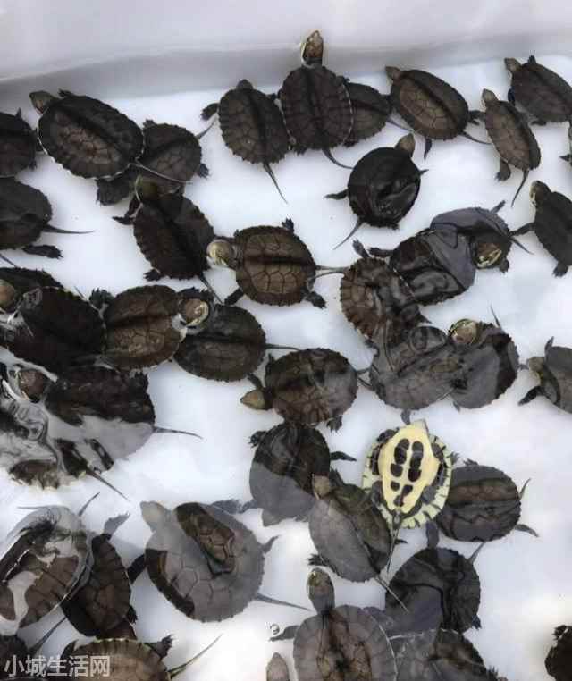 刚出壳的小龟苗怎么养比较好