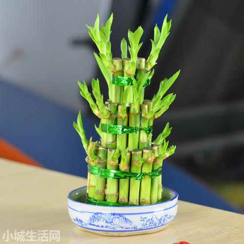 ?水养平安竹怎么养长得好