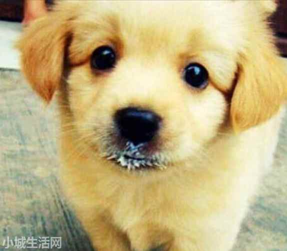 才满月的狗狗怎么养详细介绍