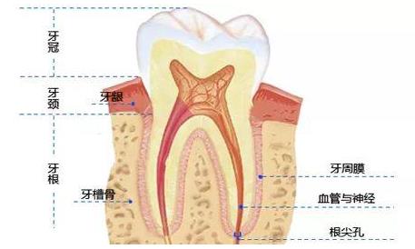 全民爱牙公益行动种植牙与陶瓷牙哪个好