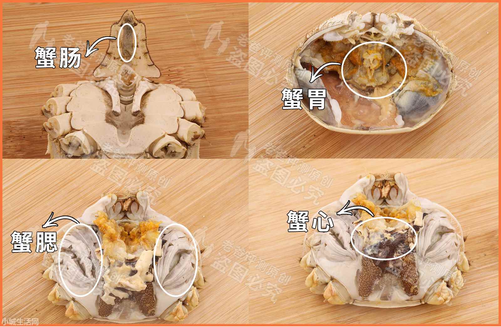 ?大闸蟹家里怎么养新手必看